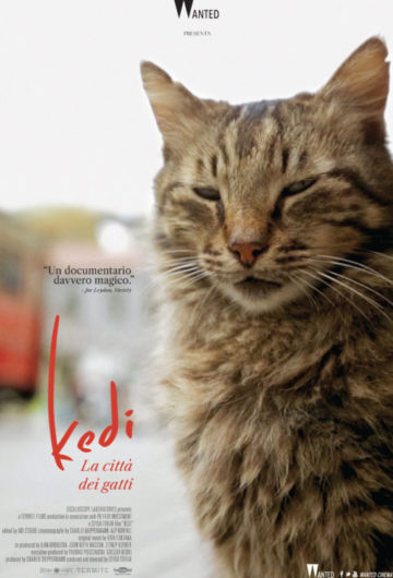 Kedi – La Città dei Gatti